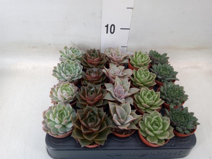 <h4>Echeveria   ...mix</h4>