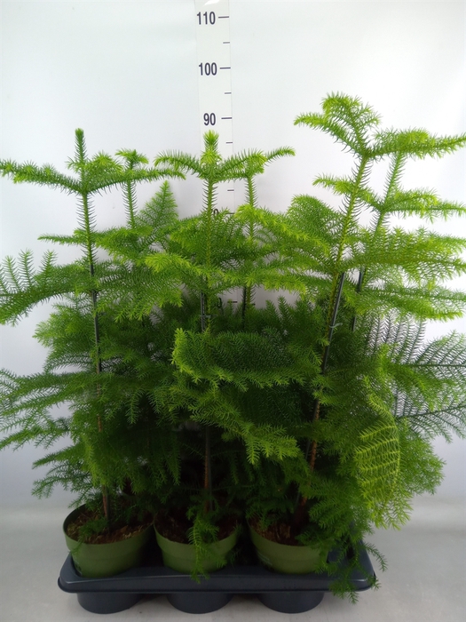 <h4>Araucaria heterophylla</h4>