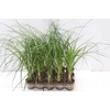 BEAUCARNEA RECURVATA P06