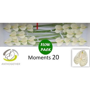 Anthurium Moments