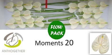 <h4>Anthurium Moments</h4>