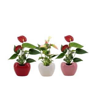 Anthurium 6 cm 2 color mix in Paris ceramics