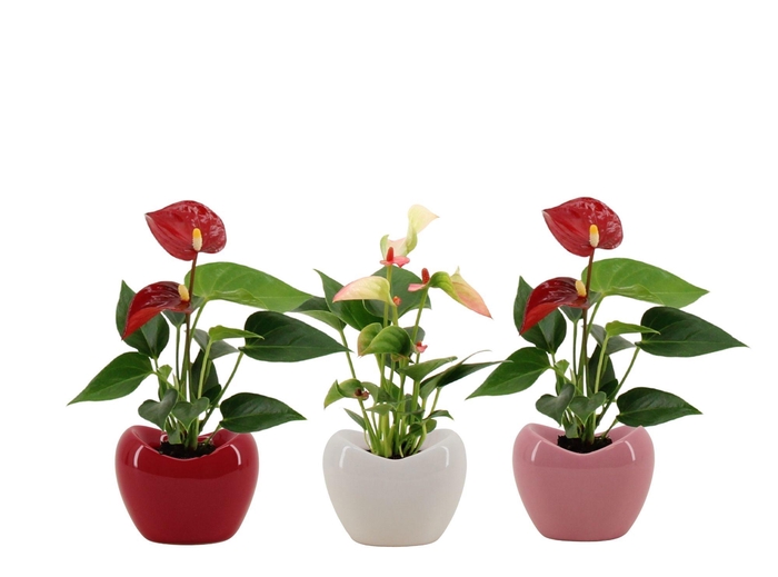 <h4>Anthurium 6 cm 2 color mix in Paris ceramics</h4>