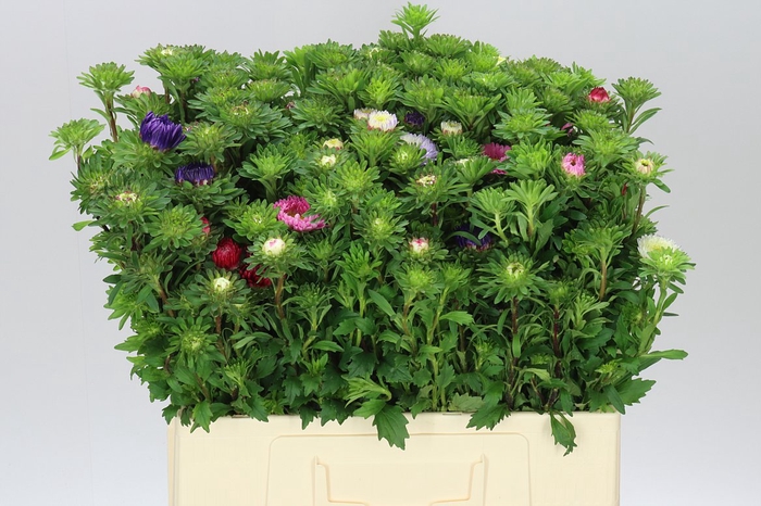 <h4>Callistephus Per Bunch</h4>