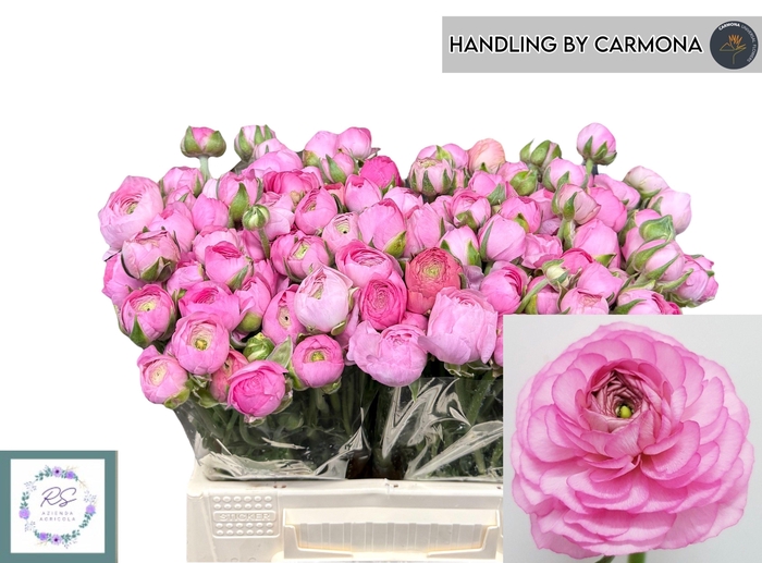 <h4>RAN EL PINK</h4>