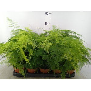 Asparagus setaceus