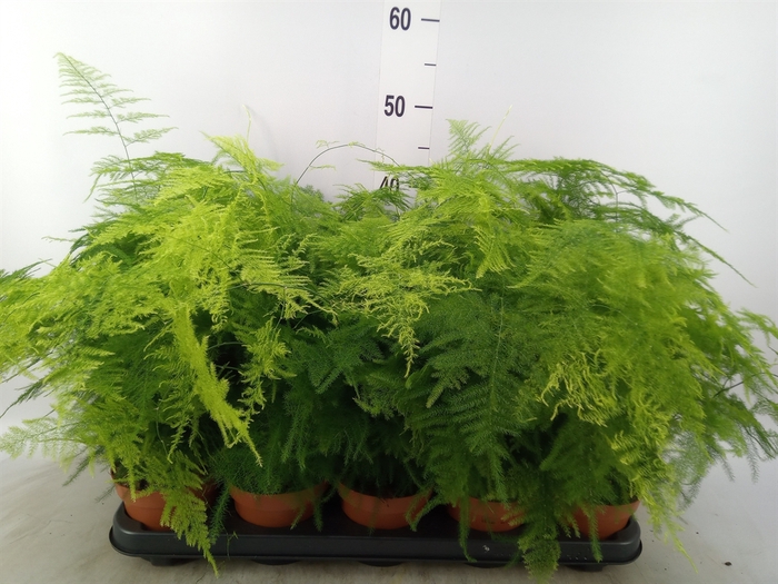 <h4>Asparagus setaceus</h4>