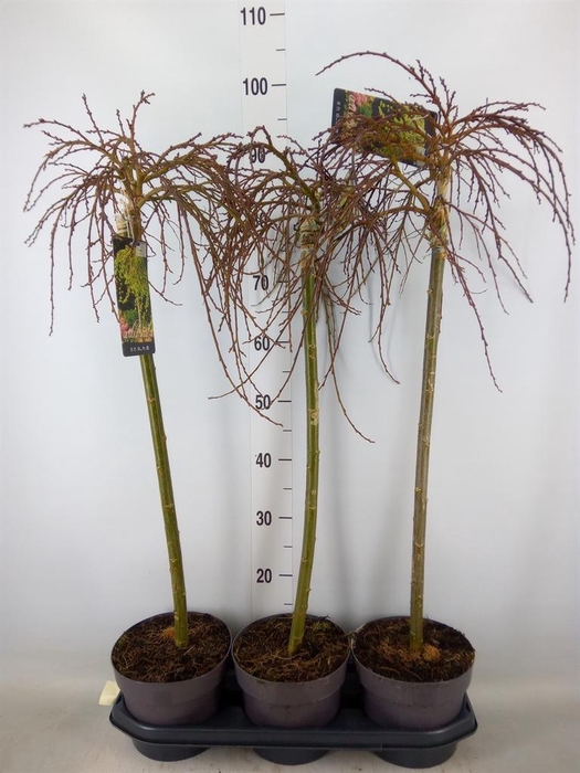 <h4>Salix arbuscula</h4>