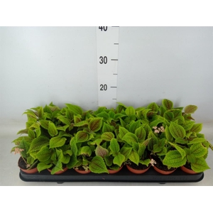 Pilea mollis 'Moon Valley'