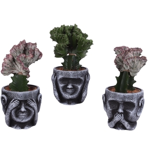 Cactus mix Euphorbia l. Ø12cm in Ceramic pot Ø15cm