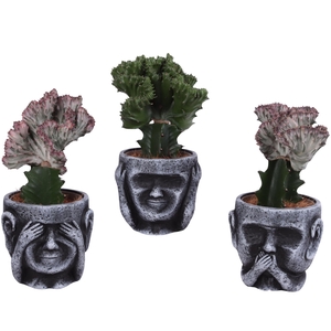 Cactus mix Euphorbia l. Ø12cm in Ceramic pot Ø15cm