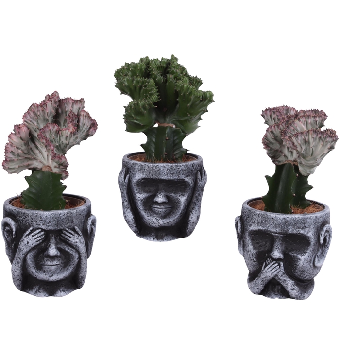 <h4>Cactus mix Euphorbia l. Ø12cm in Ceramic pot Ø15cm</h4>