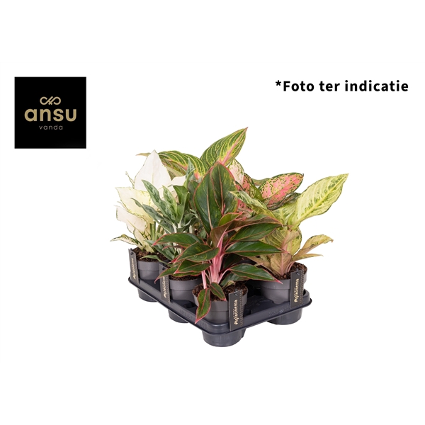 <h4>Aglaonema mix</h4>