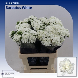 Dianthus Barbatus Doblino White