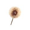 Dahlia Cream Pink FL440196CPK
