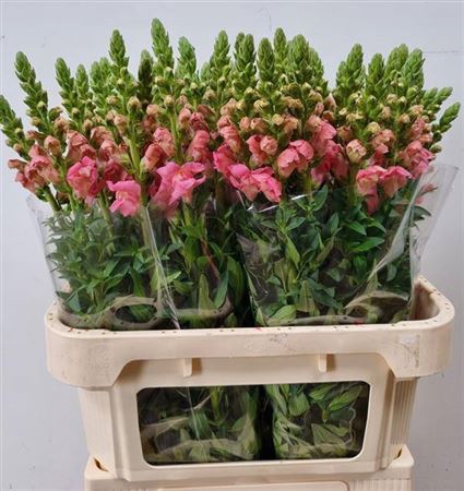 <h4>Antir Poto Rose</h4>