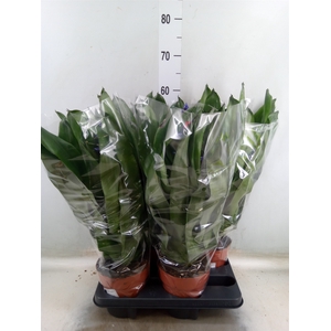 Aechmea   ...mix