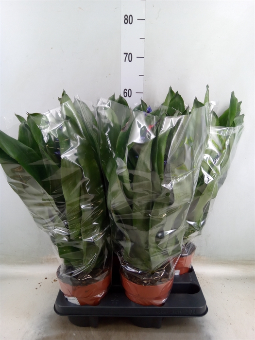 <h4>Aechmea   ...mix</h4>