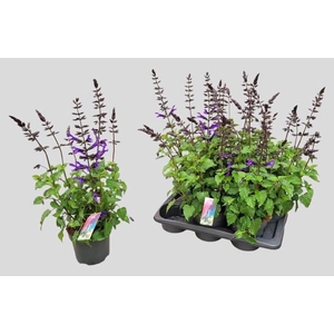SALVIA LAKE BLUEBERR
