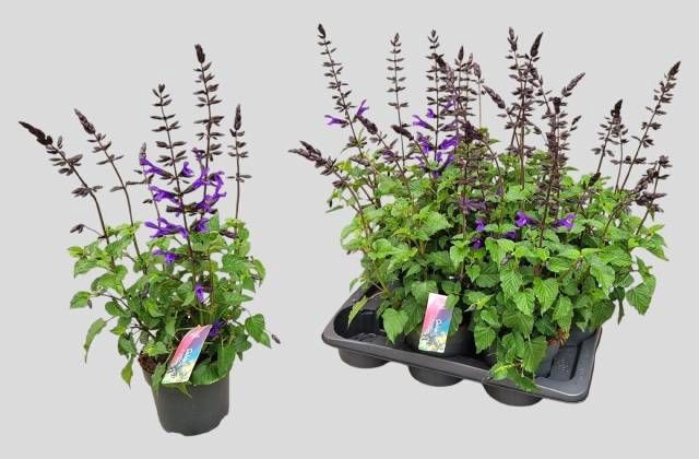 <h4>SALVIA LAKE BLUEBERR</h4>