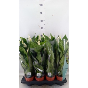 Spathiphyllum  'Sweet Ricardo'