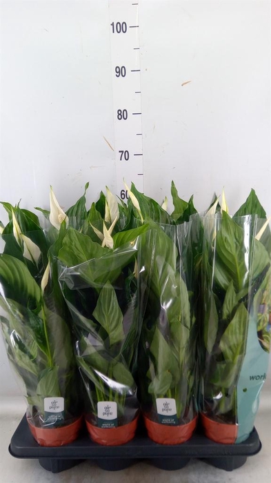 <h4>Spathiphyllum  'Sweet Ricardo'</h4>