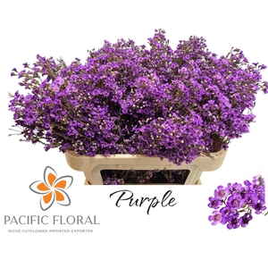 Chamelaucium Klb Purple