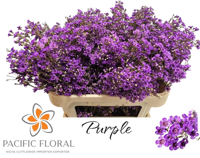 <h4>Chamelaucium Klb Purple</h4>