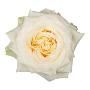 <h4>Rosa ec candlelight</h4>