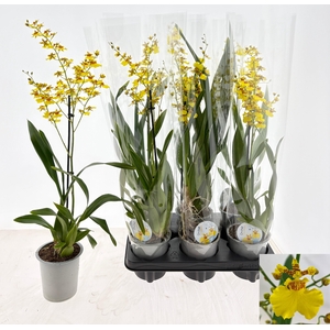 ONCIDIUM OV