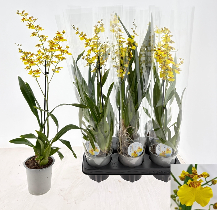 <h4>ONCIDIUM OV</h4>