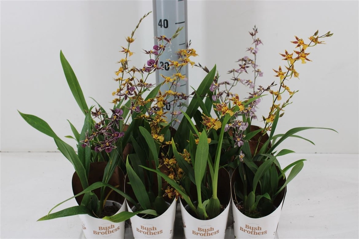 <h4>Brassia Summer Dream P9</h4>