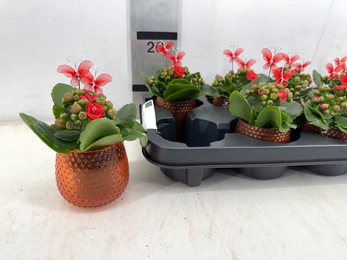 <h4>ARR PL IN SCHAAL</h4>