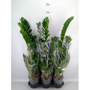 Zamioculcas zamiifolia