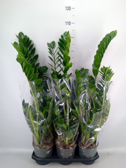 <h4>Zamioculcas zamiifolia</h4>
