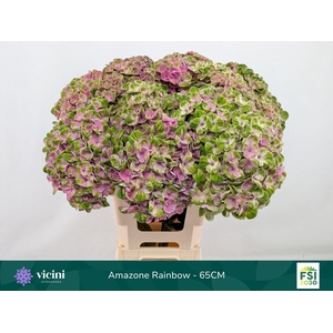 HYDRANGEA  'MAGICAL AMAZONE'