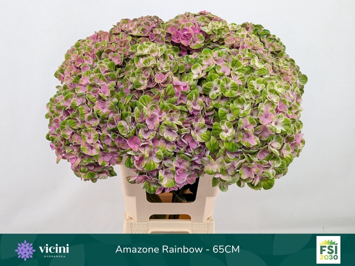 <h4>HYDRANGEA  'MAGICAL AMAZONE'</h4>
