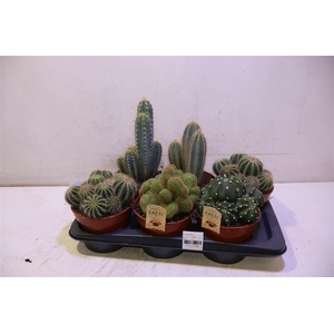 Cactus Gem