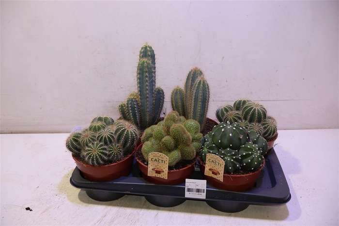 <h4>Cactus Gem</h4>
