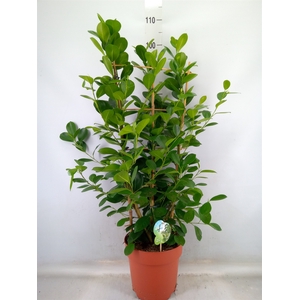 Ficus microcarpa 'Moclame'