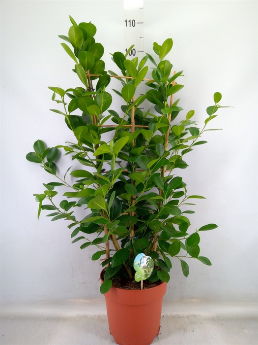 <h4>Ficus microcarpa 'Moclame'</h4>