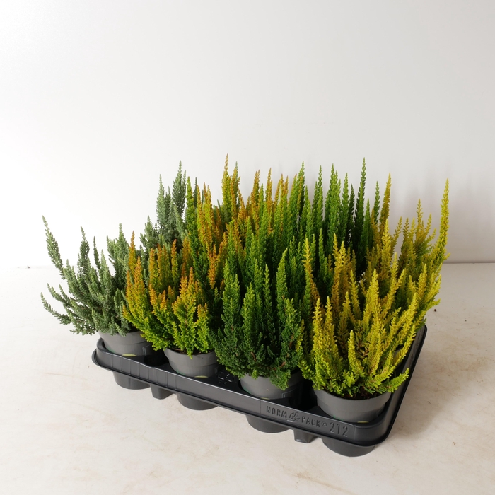 <h4>Calluna vulgaris 'Beauty Ladies' Skyline P9,5 Mix (1 kleur in tray)</h4>