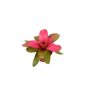Neoregelia Scandor
