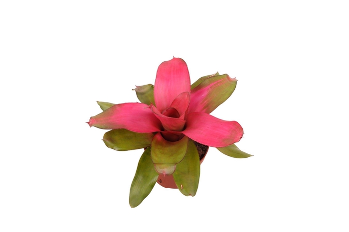 <h4>Neoregelia Scandor</h4>