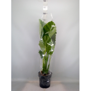 Alocasia gageana