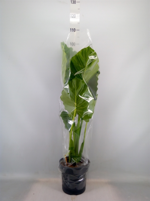 <h4>Alocasia gageana</h4>
