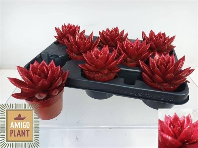 <h4>ECHEV MIRANDA</h4>