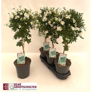 LYCI RAN CHARL WHITE