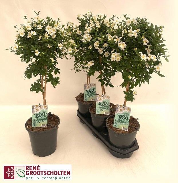 <h4>LYCI RAN CHARL WHITE</h4>