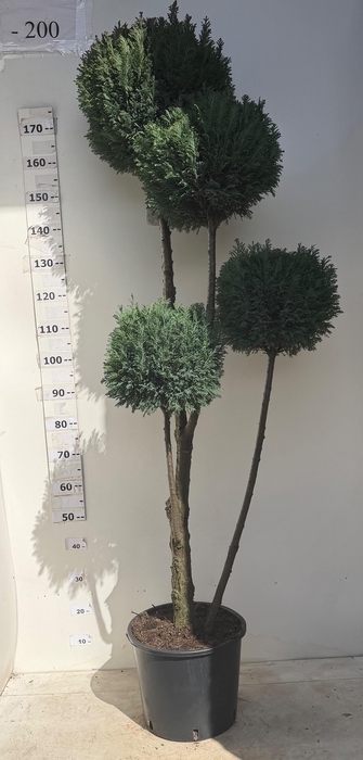 <h4>CHAM L ELLWOODII</h4>